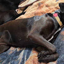 Thumbnail photo of Sienna  A047879 #2