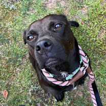 Thumbnail photo of Sienna  A047879 #4
