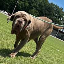 Thumbnail photo of Gracie #1