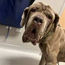 Thumbnail photo of Gracie #2