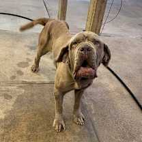 Thumbnail photo of Gracie #3