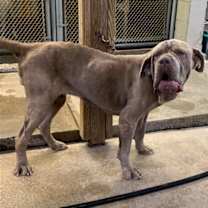 Thumbnail photo of Gracie #4