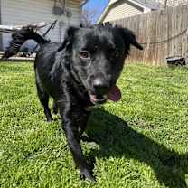 Thumbnail photo of Maple #1