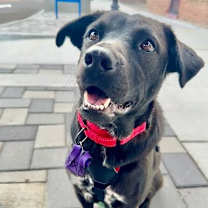 Thumbnail photo of Nori #4