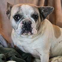 Thumbnail photo of Maddie #1