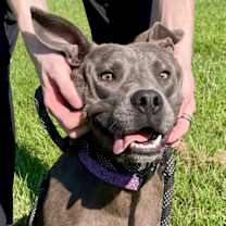 Thumbnail photo of Smokey #1