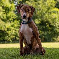 Thumbnail photo of Arnold(Charlie) #3