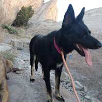 Thumbnail photo of Sadie #2