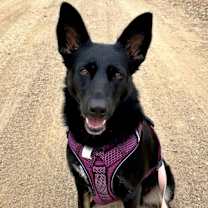 Thumbnail photo of Sadie #3
