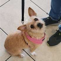 Thumbnail photo of Leah Lady **Home for the Holidays 1/2 price! #2