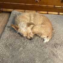 Thumbnail photo of Leah Lady **Home for the Holidays 1/2 price! #3