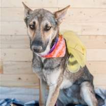 Thumbnail photo of Coyote #2