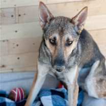 Thumbnail photo of Coyote #3