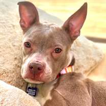 Thumbnail photo of Tawny #1