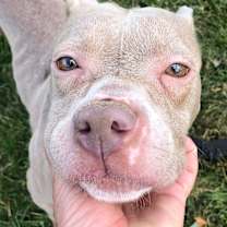 Thumbnail photo of Tawny #3