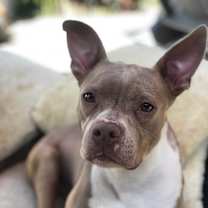 Thumbnail photo of Tawny #4