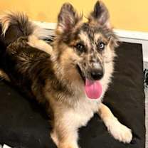 Thumbnail photo of Loba #1
