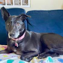 Thumbnail photo of Shelly (Taiwan FMD mixed) #1