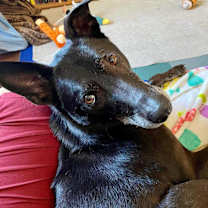 Thumbnail photo of Shelly (Taiwan FMD mixed) #2
