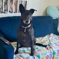 Thumbnail photo of Shelly (Taiwan FMD mixed) #3