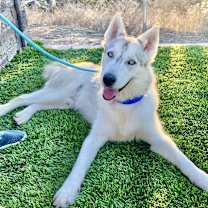 Thumbnail photo of Cato #2