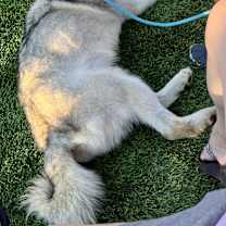 Thumbnail photo of Cato #4