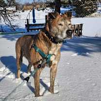 Thumbnail photo of Stoick #2