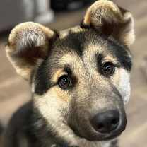 Thumbnail photo of Archie*READ ENTIRE DESCRIPTION* #1