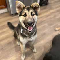 Thumbnail photo of Archie*READ ENTIRE DESCRIPTION* #2