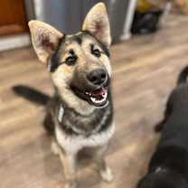 Thumbnail photo of Archie*READ ENTIRE DESCRIPTION* #3