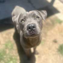 Thumbnail photo of Freckles (Aka Perry) #2