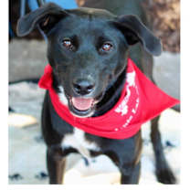 Thumbnail photo of Luna #1