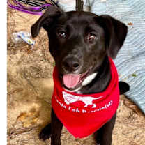 Thumbnail photo of Luna #2