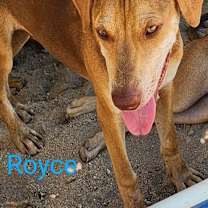 Thumbnail photo of Royce #1