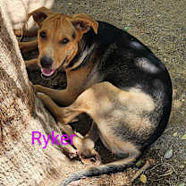 Thumbnail photo of Ryker #1