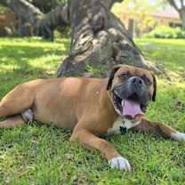 Thumbnail photo of Buford #2