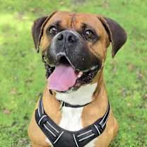 Thumbnail photo of Buford #4