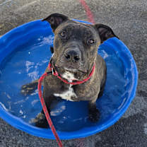 Thumbnail photo of DOLCE #1