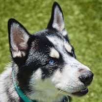 Thumbnail photo of Eddy #4