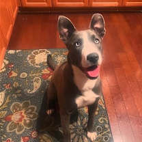 Thumbnail photo of Kira #1