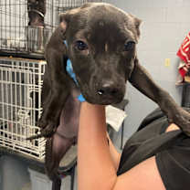 Thumbnail photo of Veda #2