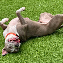 Thumbnail photo of Romeo #2