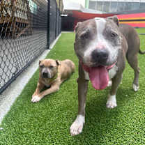 Thumbnail photo of Romeo #3