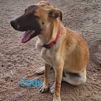 Thumbnail photo of Cody #1
