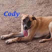 Thumbnail photo of Cody #3