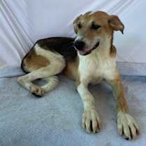 adopt-pet