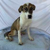 adopt-pet