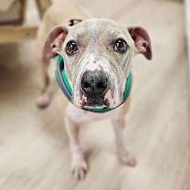 adopt-pet