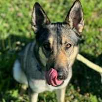 Thumbnail photo of Jasmine #3