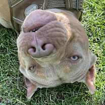 Thumbnail photo of Nibs #2
